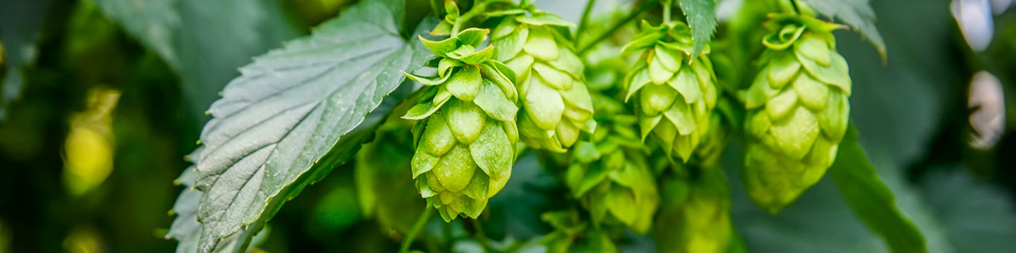 A. photo of the humulus lupulus plant with the flowers hanging off the plant. The humulus lupulus plant was found to be a significant ingredient in the making of beer. 